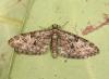 Eupithecia sp.